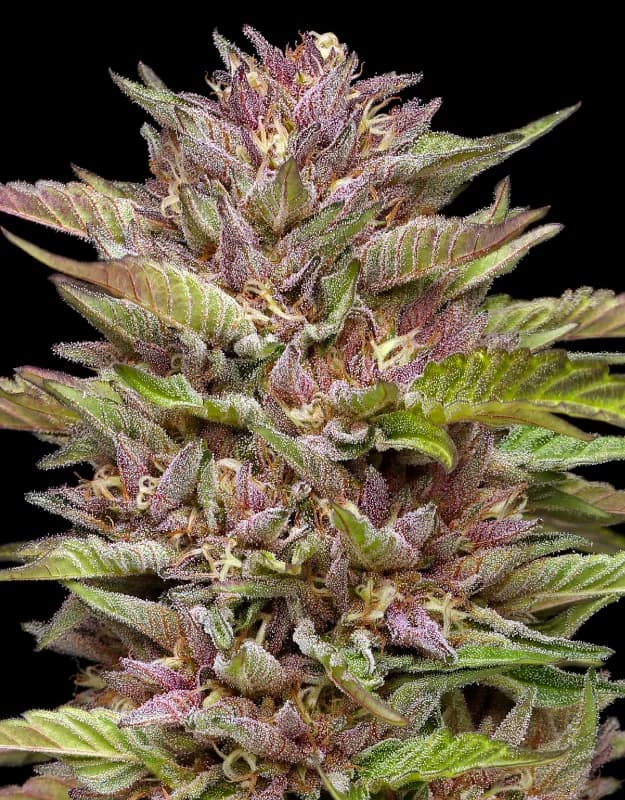 Auto Pineapple Muffin > Humbolt Seed Company | Autoflowering Hanfsamen  |  Hybrid